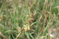 Xanthium spinosum