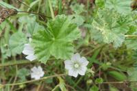 Malva neglecta