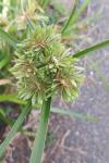 Cyperus eragrostis