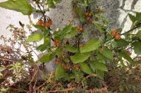 Solanum villosum
