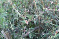 Polygonum aviculare