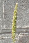 Setaria verticillata