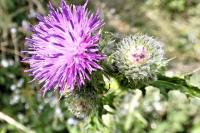 Carduus crispus