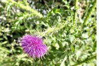 Carduus crispus