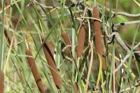 Typha latifolia