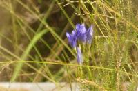 Gentiana pneumonanthe