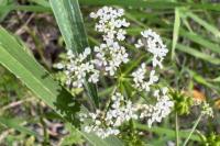 Oenanthe aquatica