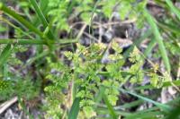 Oenanthe aquatica