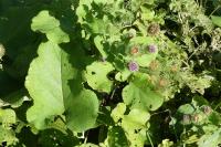 Arctium lappa