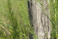 Asparagus officinalis