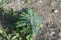 Euphorbia lathyris