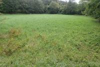 Paspalum distichum