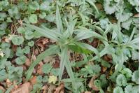 Aegonychon purpurocaeruleum