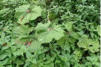 Petasites hybridus