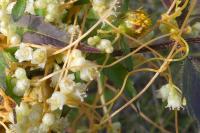 Cuscuta campestris