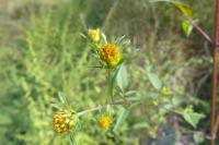 Bidens frondosa