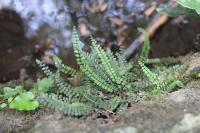 Asplenium trichomanes