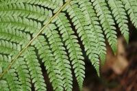 Polystichum setiferum