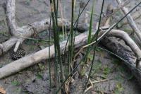 Schoenoplectus lacustris