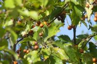 Torminalis glaberrima