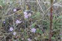 Psammophiliella muralis