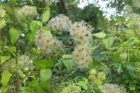 Clematis vitalba