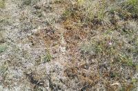 Bupleurum baldense