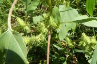 Xanthium orientale