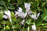 Cyclamen hederifolium