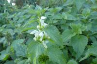 Lamium album