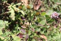 Bidens tripartita
