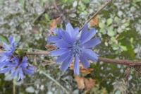Cichorium intybus