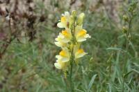 Linaria vulgaris
