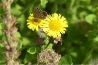 Pulicaria dysenterica