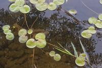 Hydrocharis morsus-ranae