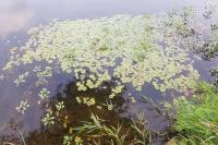 Hydrocharis morsus-ranae