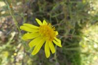 Senecio inaequidens