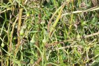 Senecio inaequidens