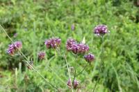 Verbena bonariensis