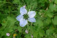 Nigella damascena