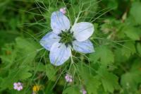 Nigella damascena