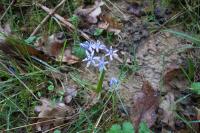 Scilla bifolia