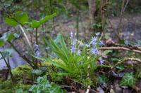 Scilla bifolia