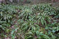 Asplenium scolopendrium