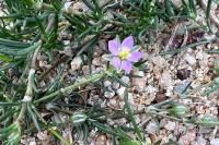 Spergularia rubra