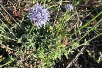 Jasione montana