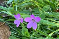 Erodium cicutarium