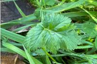 Erodium cicutarium
