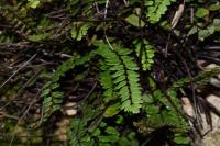 Asplenium trichomanes