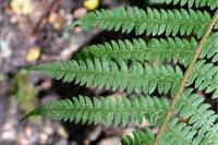Polystichum setiferum